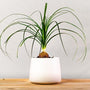 Bushy green leaves of Ponytail Palm Tree in white pot