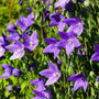 Compact Pop Star Balloon Flower with low mounded habit, tidy green foliage, and short stems suited to containers