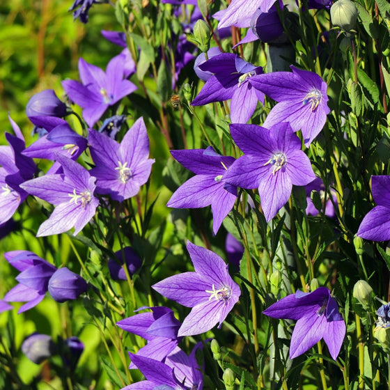 Compact Pop Star Balloon Flower with low mounded habit, tidy green foliage, and short stems suited to containers