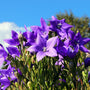 Close-up of Pop Star Balloon Flower showing inflated balloon buds opening into broad blue star-shaped flowers