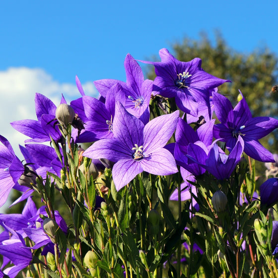 Close-up of Pop Star Balloon Flower showing inflated balloon buds opening into broad blue star-shaped flowers