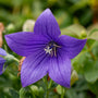 Close-up of Pop Star Balloon Flower in the full sun garden