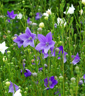Pop Star Balloon Flower