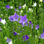 Pop Star Balloon Flower growing in a sunny garden border with compact green foliage and blue star-shaped summer blooms