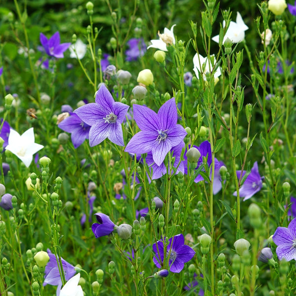 Pop Star Balloon Flower