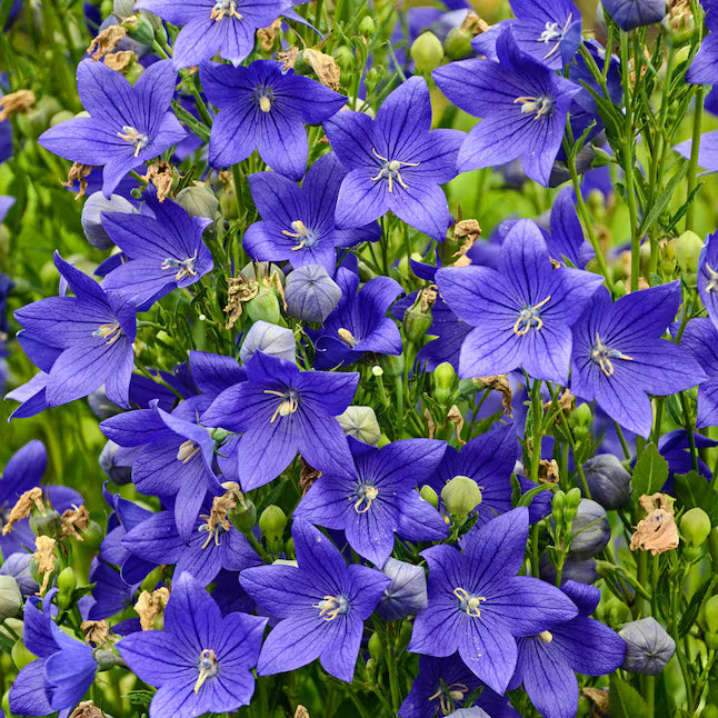 Buy Pop Star Blue Balloon Flower | Compact Blue Platycodon