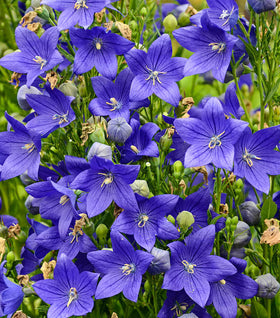 Pop Star Balloon Flower