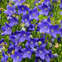 Pop Star Balloon Flower with blue balloon-shaped buds and violet-blue star-shaped flowers in a sunny container garden