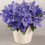 Dwarf balloon flower growing in a patio container with blue flowers and rounded buds