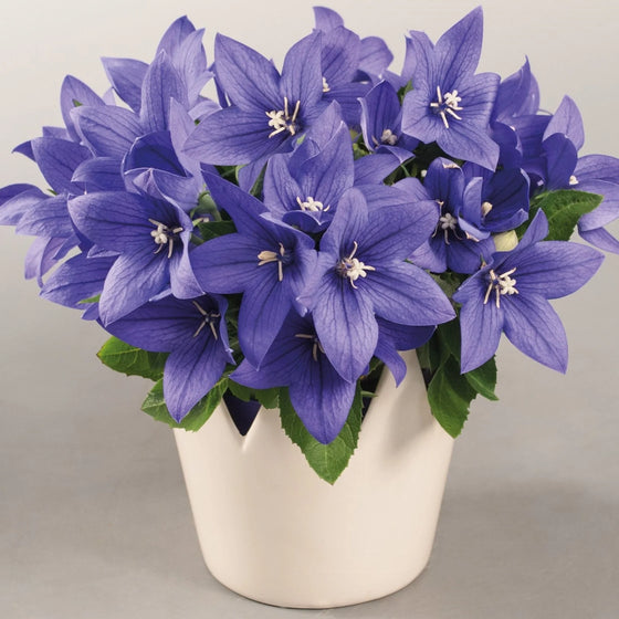 Dwarf balloon flower growing in a patio container with blue flowers and rounded buds