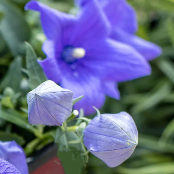 Close-up of Pop Star Balloon Flower buds swelling like balloons before opening into blue flowers