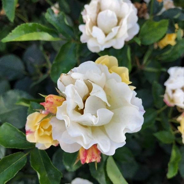 Popcorn Drift® Rose for Sale | White Groundcover Blooms All Season