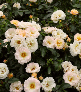 thumbnail interactive-video image 1 of Proven Winners OSO Easy Lemon Zest Rose - 2 Gallon Container With Brilliant Yellow Flowers 1 of 9
