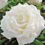 large full pope john paul II hybrid tea white rose with 50 petals