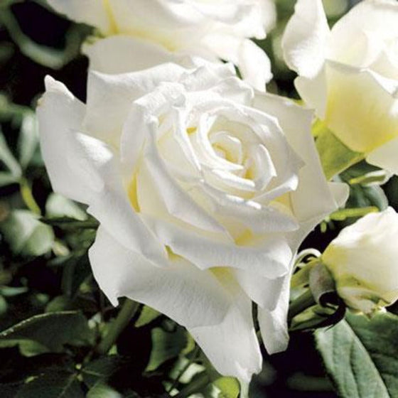pope john paul 2 award winning white roses in sunlight