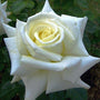 white tea rose with crisp white color opening in spring closeup