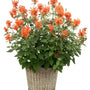 Orange hummingbird mint with dense flower spikes and green foliage in a patio planter