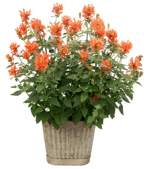 Orange hummingbird mint with dense flower spikes and green foliage in a patio planter