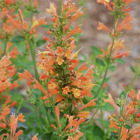 Poquito Orange Agastache attracting bees and butterflies in a drought-tolerant garden