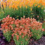 Agastache Poquito Orange blooming with clear orange tubular flowers in a pollinator garden