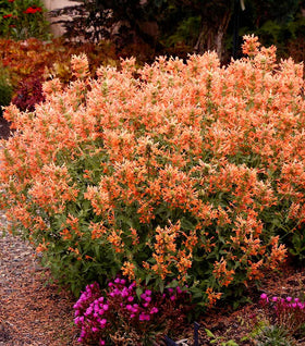 Poquito Orange Agastache