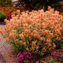 Poquito Orange Agastache with compact green foliage and bright orange flower spikes attracting hummingbirds in a sunny garden