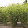 Porcupine Grass Miscanthus strictus clumps