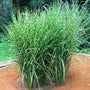 Miscanthus sinensis strictus clumps