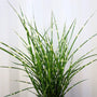Miscanthus sinensis strictus clumps