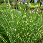 Close up of striped porcupine grass leaves