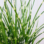 Miscanthus strictus striped green and yellow leaves
