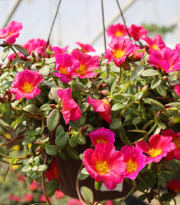 Portulaca Fuchsia