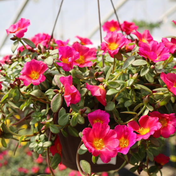 good hanging pot plants Buy Portulaca Fuchsia Online - Annual Hanging Basket