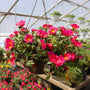 hot pink portulaca in a hanging basket