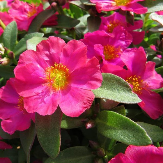 close look at the spring blooming pink flower portulaca