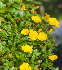 Portulaca Yellow