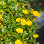 close up view of vibrant yellow blooms on portulaca hanging basket annual plant