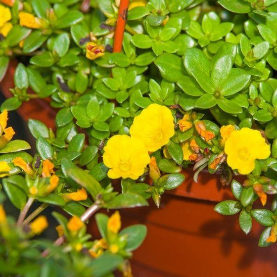 yellow portulaca in a hanging basket
