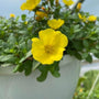 Close up of Portulaca Yellow