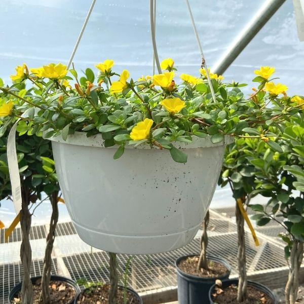 plant in yellow pot Portulaca Yellow for Sale - Annual Hanging Basket