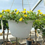 Pazzaz Yellow Portulaca in Hanging Basket