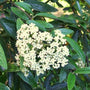Blooming creamy white flowers from a Viburnum Pragense