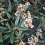 Darker green foliage from a Viburnum Prague and white flowers