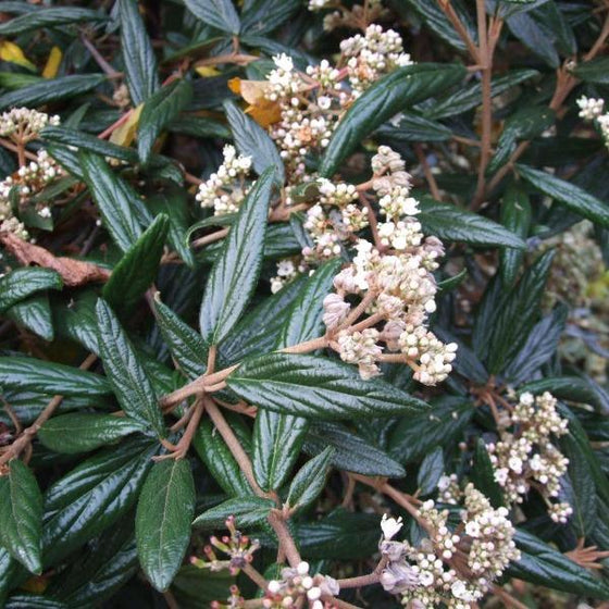 Darker green foliage from a Viburnum Prague and white flowers