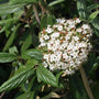 Viburnum Pragense in full bloom of white flowers