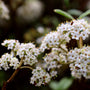 closeup of the prague viburnum blooms