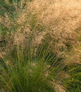 Prairie Dropseed Grass