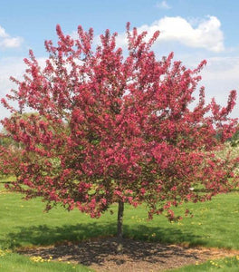 Prairie Fire Crabapple