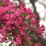 Prairie Fire Crabapple Flowers