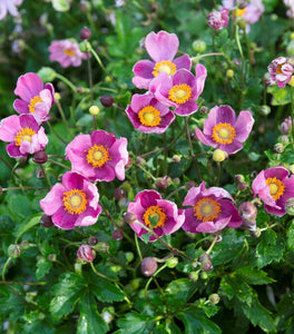 Pretty Lady Susan Anemone